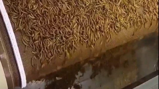 La Unión Europea autorizó la comercialización de insectos como alimento