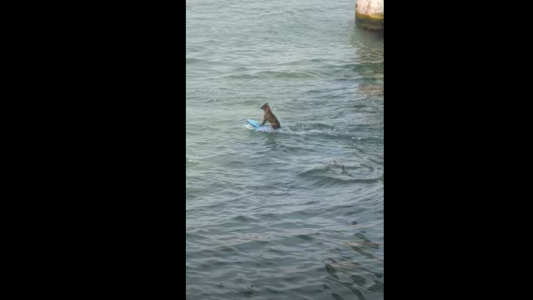 Un perro surfea detrás de una lancha en las playas de México