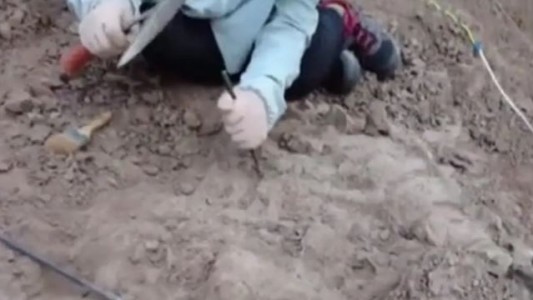 Descubren un fósil de dinosaurio joven en China