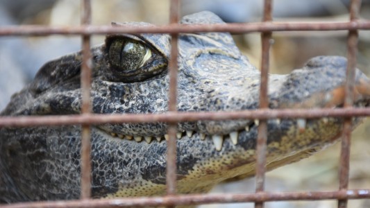 Trasladan a cuatro yacarés overos a Santa Fe