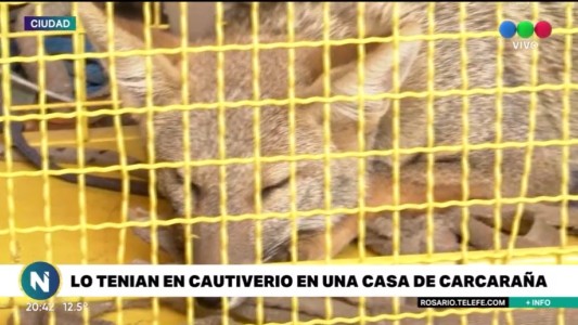 Rescataron una zorrita que tenían en cautiverio como "mascota"