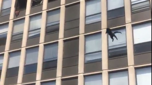 Gato salta de un quinto piso para huir de un incendio y cae parado