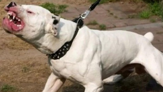 Rosario: perra pitbull atacó al dueño de una casa y lo mató