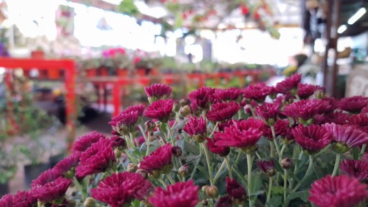 Con la pandemia "reverdeció" el interés por las plantas y las huertas