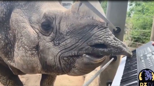 Bandhu, el rinoceronte pianista que es la estrella del zoo