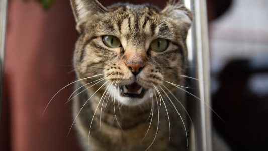 Una mujer murió por rabia, luego de ser mordida por un gato callejero