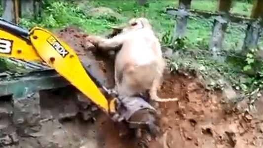 El dramático momento en que rescatan a un elefante con una excavadora