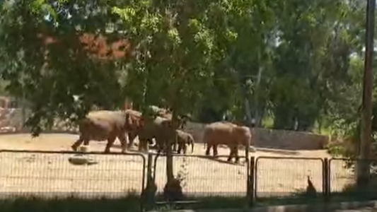 VIDEO: en Israel elefantes forman un escudo alrededor de una cría y la protegen durante un bombardeo