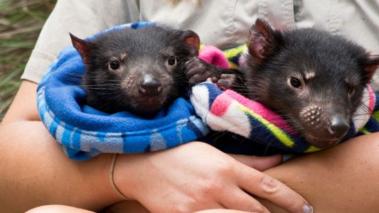 Australia: nacen demonios de Tasmania en forma natural, tras 3.000 años de su desaparición