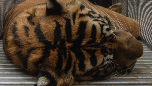 Sacrificaron a los dos tigres que mataron a un cuidador en un zoológico