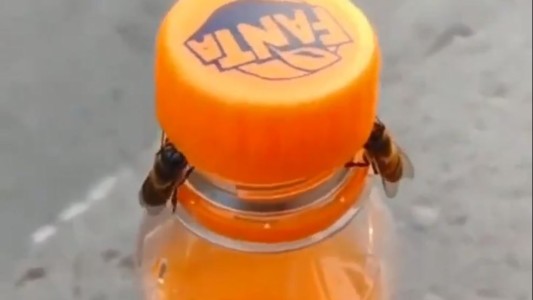 Trabajo en equipo: dos abejas logran destapar una botella de gaseosa