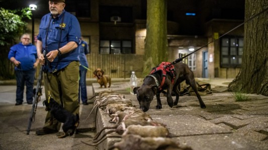 Video: el escuadrón que sale a cazar ratas con perros entrenados