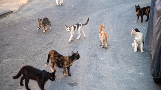 Una anciana estuvo varios meses muerta en su casa: su cuerpo estaba comido por sus gatos