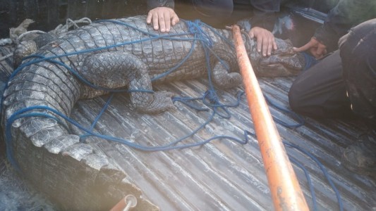 Arroyo Seco: rescataron impresionante yacaré negro de dos metros de longitud