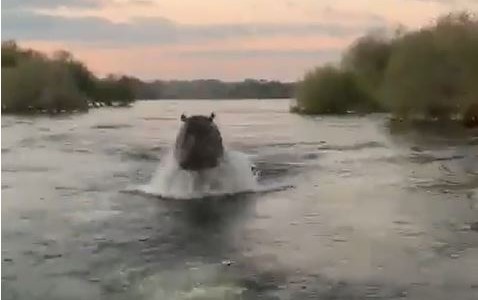 Pánico por un furioso hipopótamo que persigue una lancha de turistas