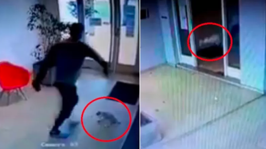 Video: escrachan a un joven que pateó a un perro caniche en La Plata