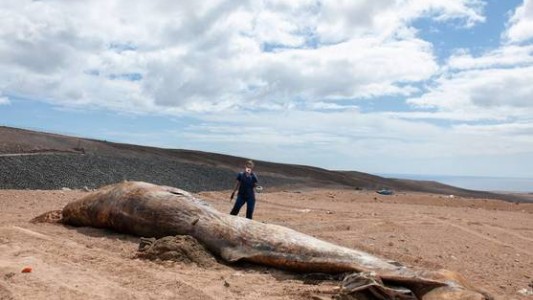 Se convirtieron en millonarios al hallar ámbar gris en el estómago de una ballena