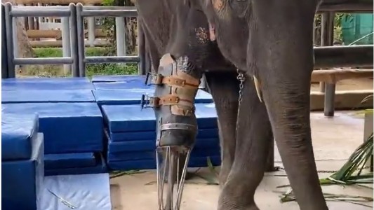 Elefante amputado recibe una prótesis que le devuelve la movilidad