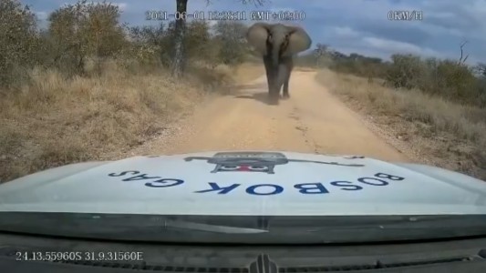 Video: un elefante se abalanzó sobre un vehículo y lo arrastró en un parque de Sudáfrica
