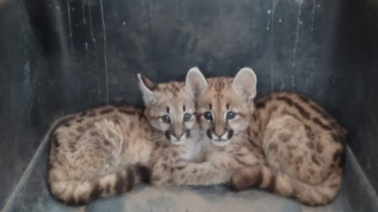 Dos cachorros de pumas dejan la ciudad para ir a un centro de rehabilitación