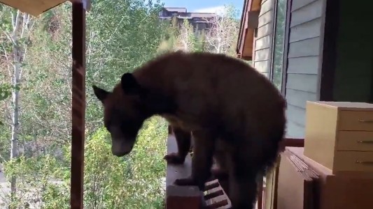 Rehenes de un oso que no quería abandonar la entrada de una casa