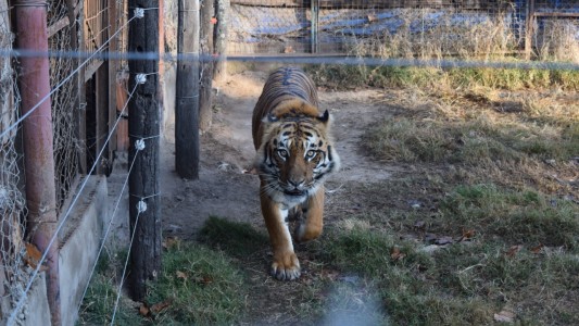 Video: rescataron un tigre y una leona en una casona del sur santafesino