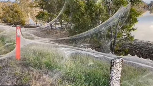 Enormes telarañas cubren el campo luego de una tormenta
