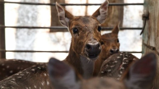 Trasladaron a un santuario natural a 5 ciervos axis que eran mantenidos como mascotas