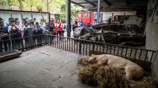 Dolor por la muerte de un cerdo famoso: sobrevivió 36 días bajo los escombros tras un terremoto