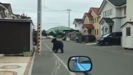 Un oso suelto atemoriza a un barrio tras herir cuatro personas