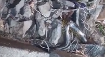 Atribuyen a la bajante del Paraná la aparición de una boa de dos metros en Santa Fe