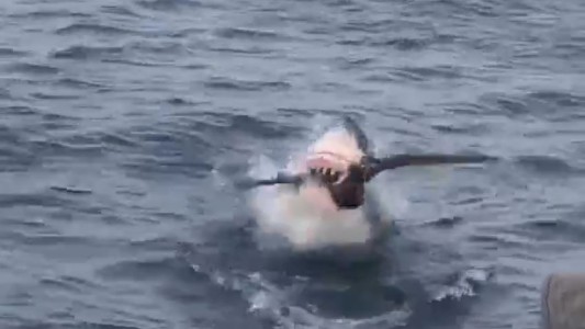 El momento en que un tiburón devora un ave cuando buscaba alimento