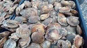 Vieira patagónica: Buque de investigación busca concentraciones explotables