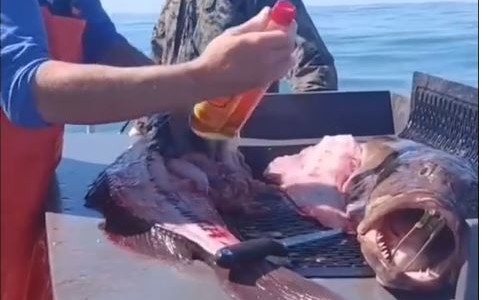 Pescador encuentra una botella de whisky sin abrir en el estómago de un pez