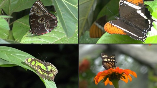Declaran a Colombia el país con más especies de mariposas del mundo