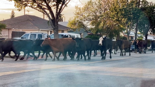 Videos impactantes: como en "Pollitos en fuga", 40 vacas se escaparon de un matadero en Los Ángeles