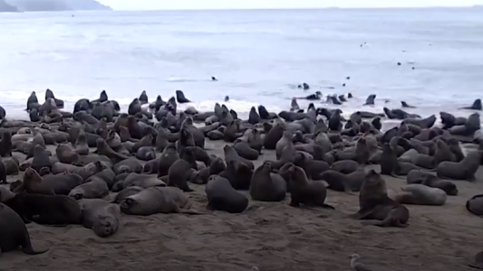 Más de 300 lobos marinos se apoderaron de las playas de Tomé en Chile