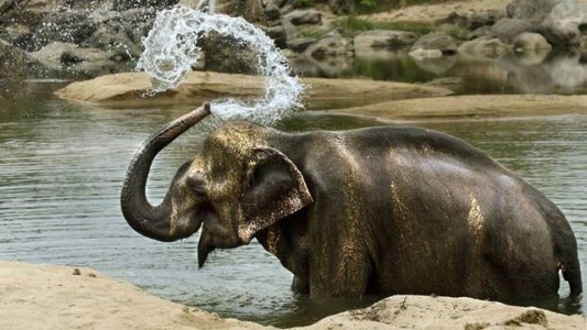 Elefante en India mató a 16 personas en dos meses después de ser rechazado por su rebaño
