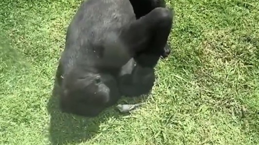 Conmovedor momento en que un enorme gorila intenta cuidar a un pájaro herido