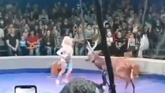 Un ciervo ataca a su domadora durante una presentación en un circo
