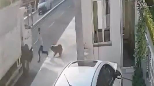 Un perro asusta a un peatón y provoca que un camión lo atropelle