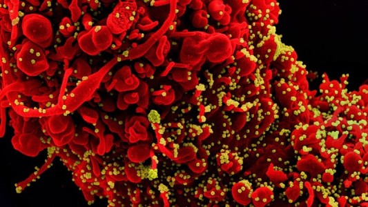 Covid-19: Identifican marcador para evaluar la eficacia de las vacunas