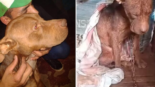 Un muchacho se llevó el perro de un vecino porque lo maltrataba: “Prefiero ir preso antes de que muera”