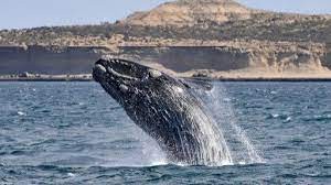 Comenzó la temporada de ballenas en Península Valdés