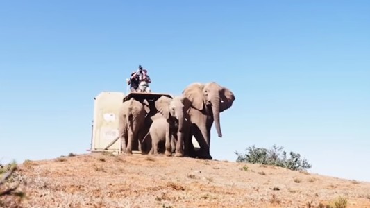 "Sin precedentes": envian una manada de elefantes en avión desde Inglaterra a Kenia