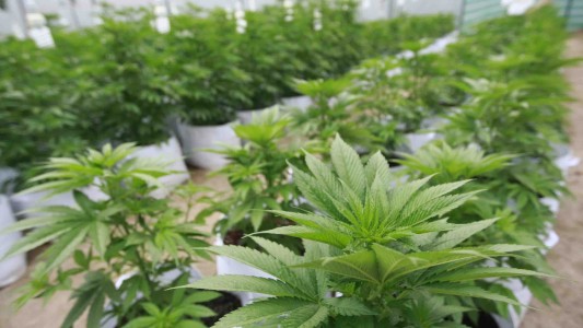 Fabricaciones Militares está "bastante avanzada" en la producción de cannabis para uso medicinal