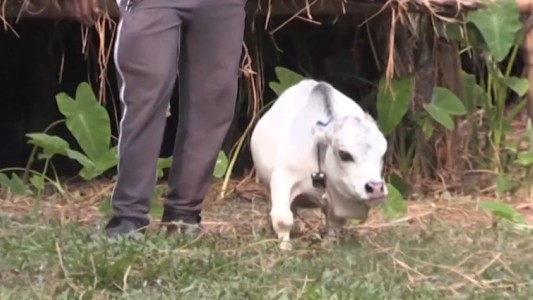 Video: miles de personas viajan para ver a una vaca enana