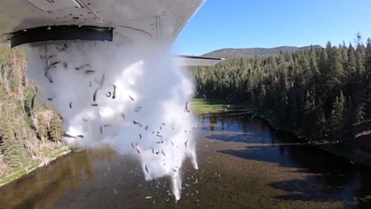 Así bombardean con peces un lago para repoblarlo