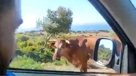 La vaca que le da indicaciones a los conductores para llegar a destino