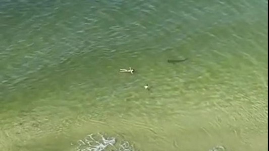 Video escalofriante: captan un enorme tiburón nadando alrededor de dos turistas en Miami
